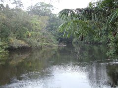 03-The Rio Cuyabena